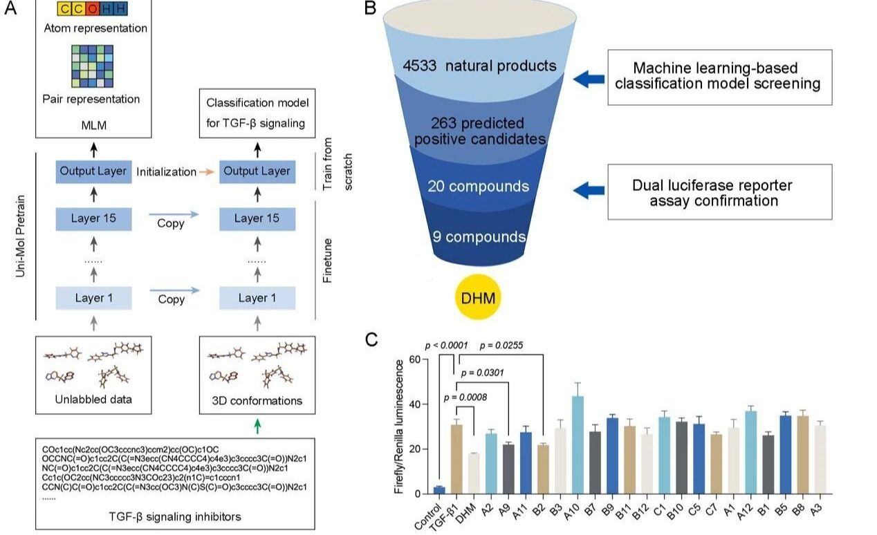 《Engineering》| 機器學習：王昊團隊聯合游雪甫、楊信怡團隊構建AI模型解析二氫楊梅素抗肺纖維化機制