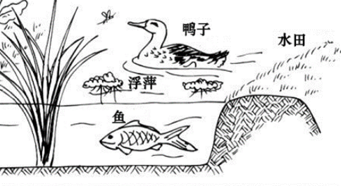 生命與環(huán)境科學學院龍春林教授團隊在民族生態(tài)學研究領域取得重要進展